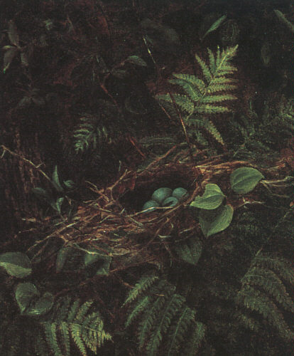 Bird's Nest and Ferns