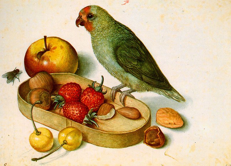 Still Life with Pygmy Parrot